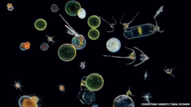 BBC Earth - YouTube