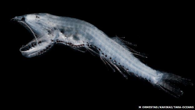 organisms new to science