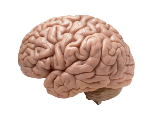Brain