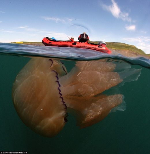 jellyfish dorset coast