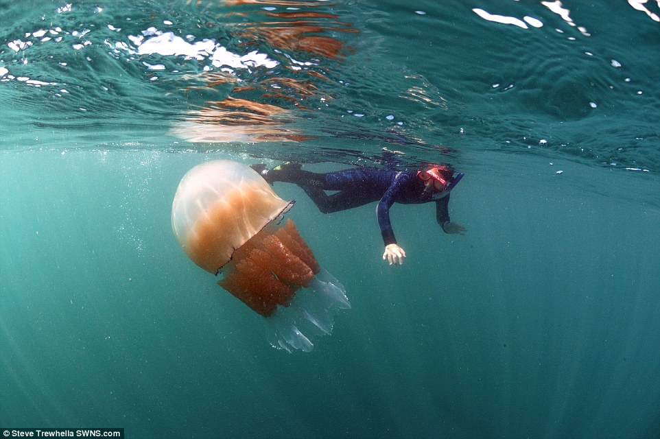 jellyfish dorset coast