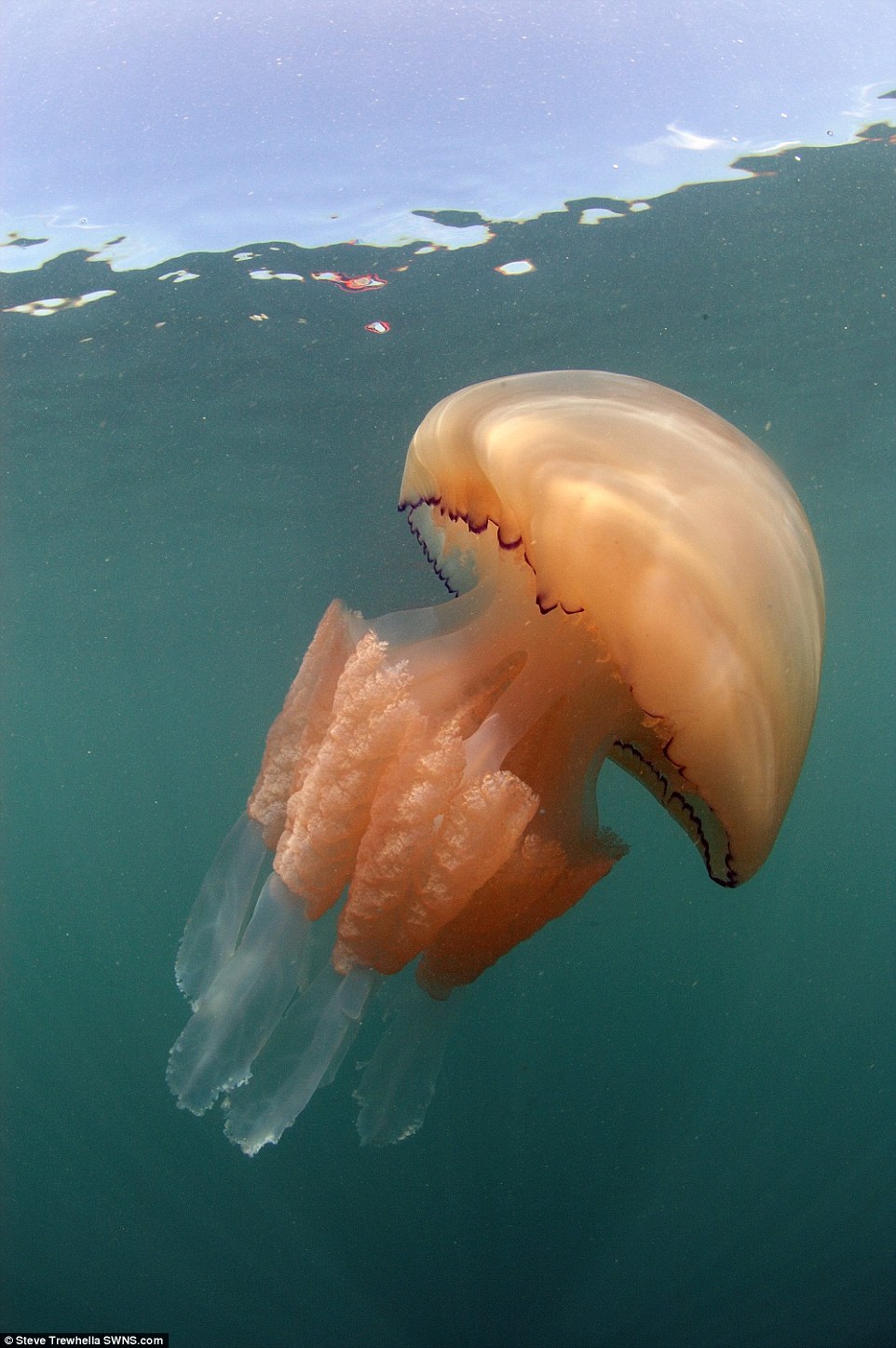 giant jellyfish Dorset