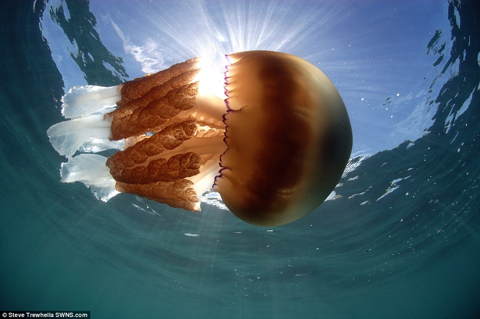 barrel jellyfish Dorset