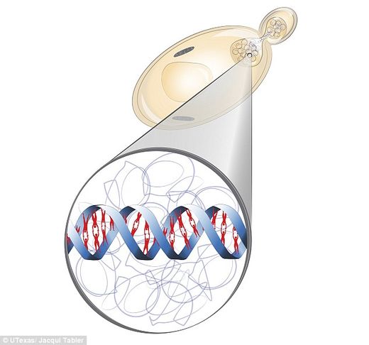 diagram yeast/human cells