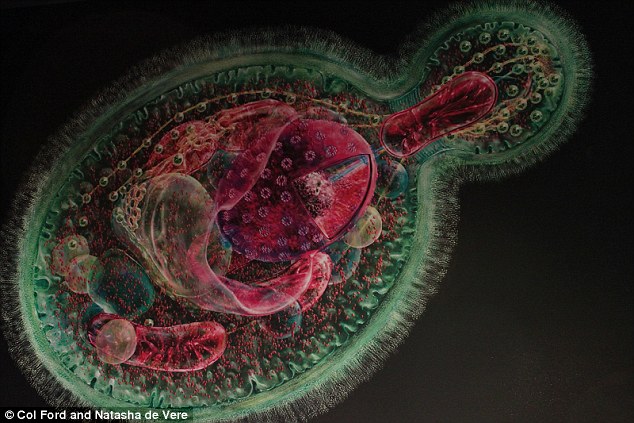 fungal cell