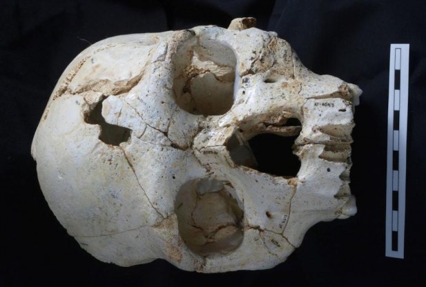 Ancient Skull