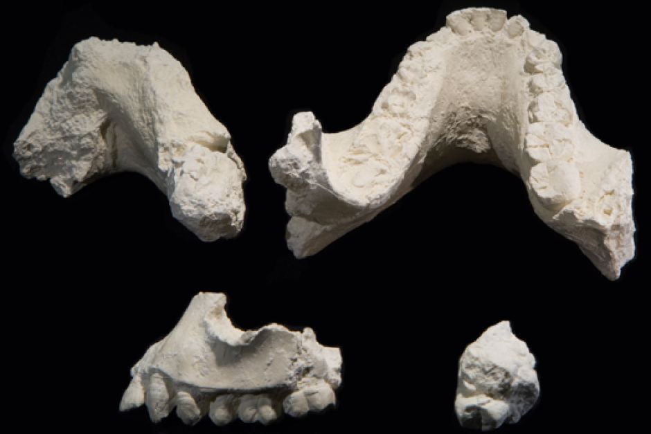New Species_1