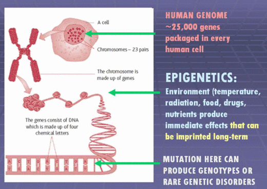 epigenetics
