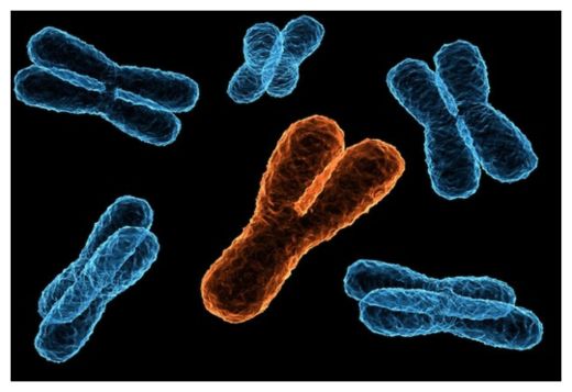 Y chromosomes