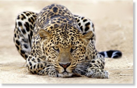 Leopard