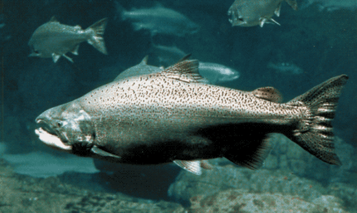 chinook salmon, ge salmon