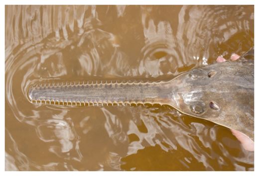 Click to enlarge Sawfish