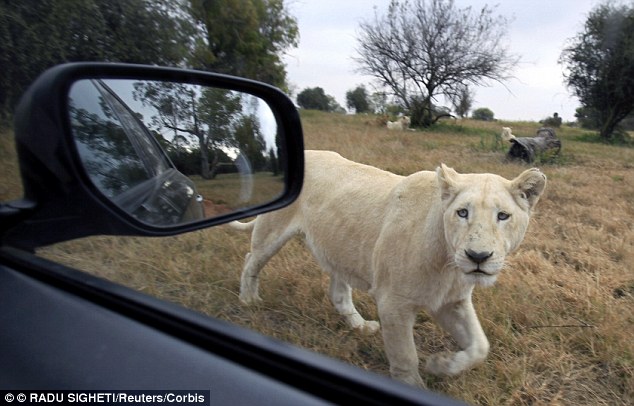 white lion, tourist park