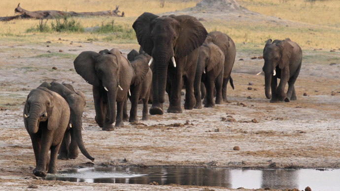 african elephants