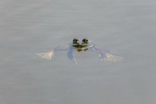 Click to enlarge Frog