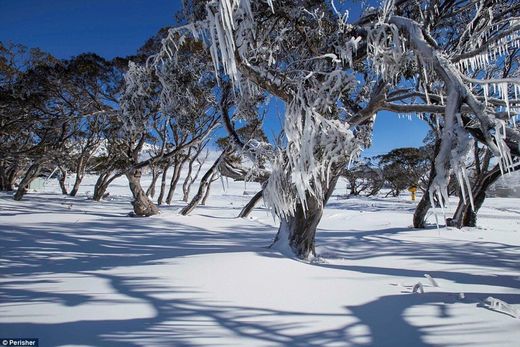 NSW snow