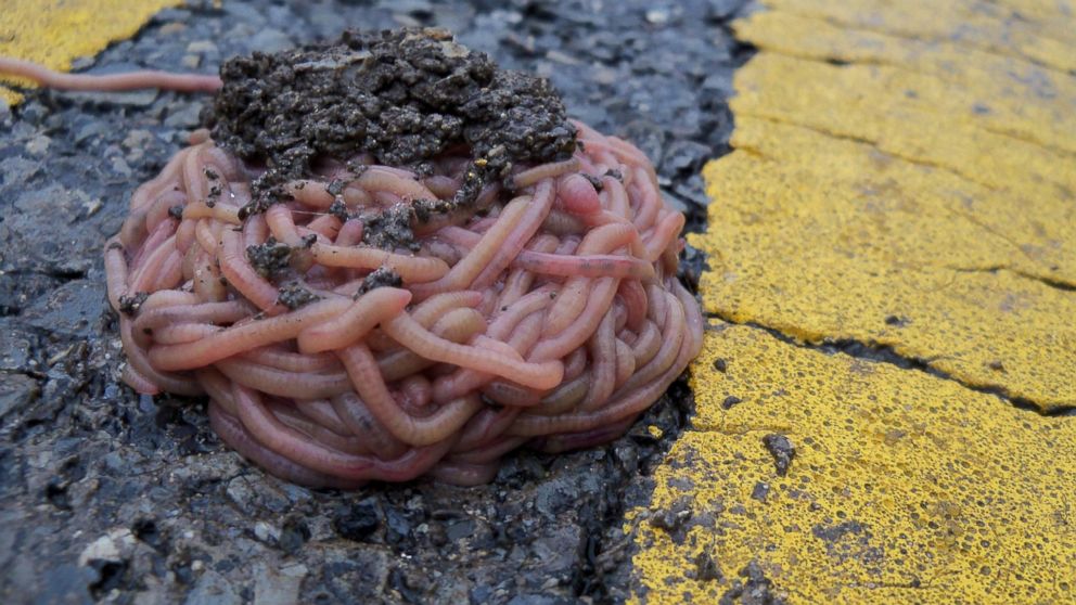 Worms