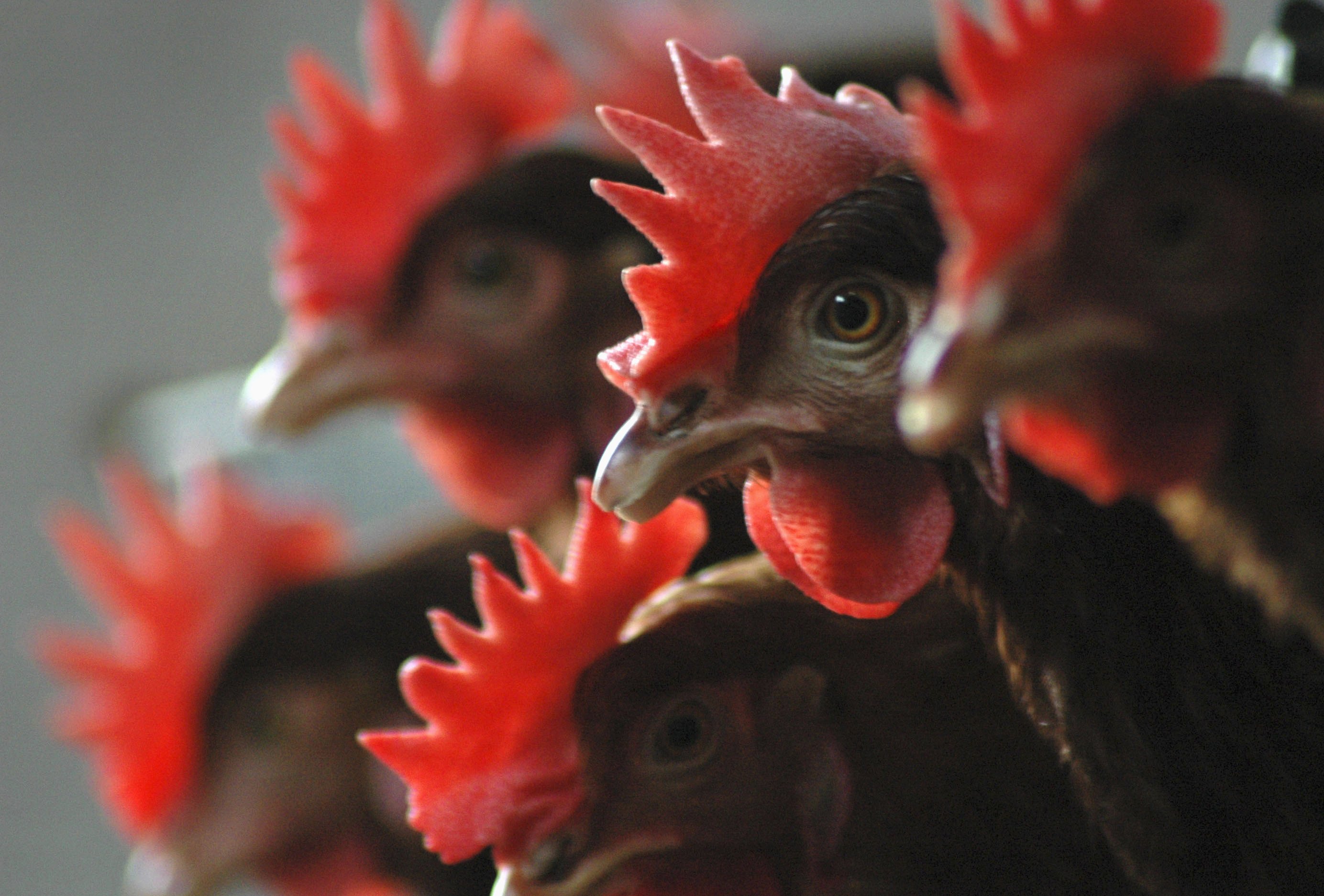 Click to enlarge chickens
