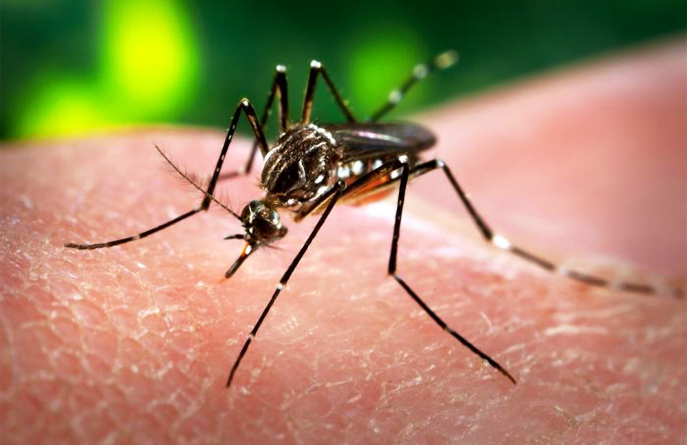Aedes aegypti 
