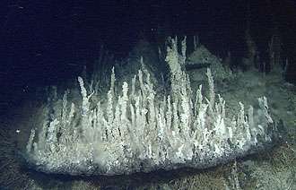 Pescadero Basin hydrothermal field