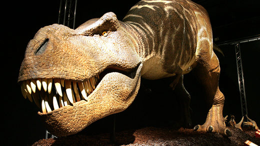 Click to enlarge Tyrannosaurus rex, dinosaur