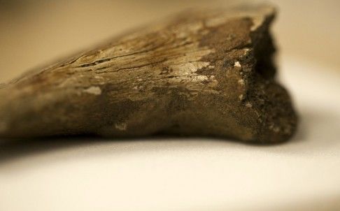 Click to enlarge fossilised claw dinosaur