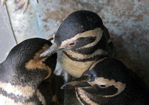 penguins