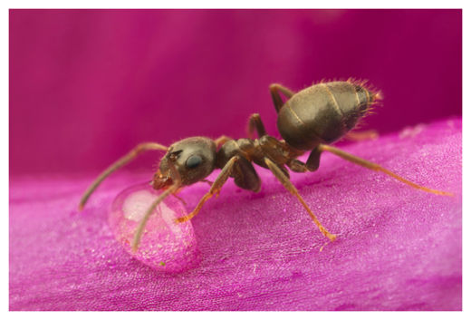 Ant