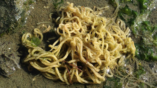 Click to enlarge Sea hare eggs