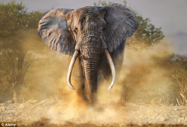elephant attack