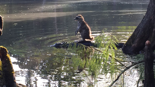Raccoon stands on top of gator 