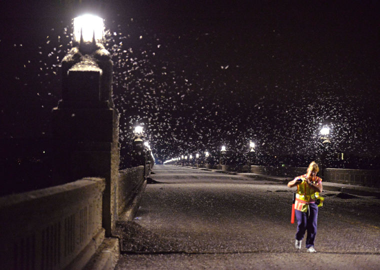 Mayflies_1