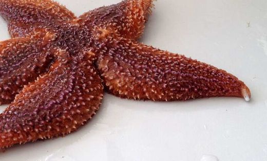 starfish
