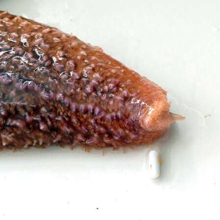 Click to enlarge starfish
