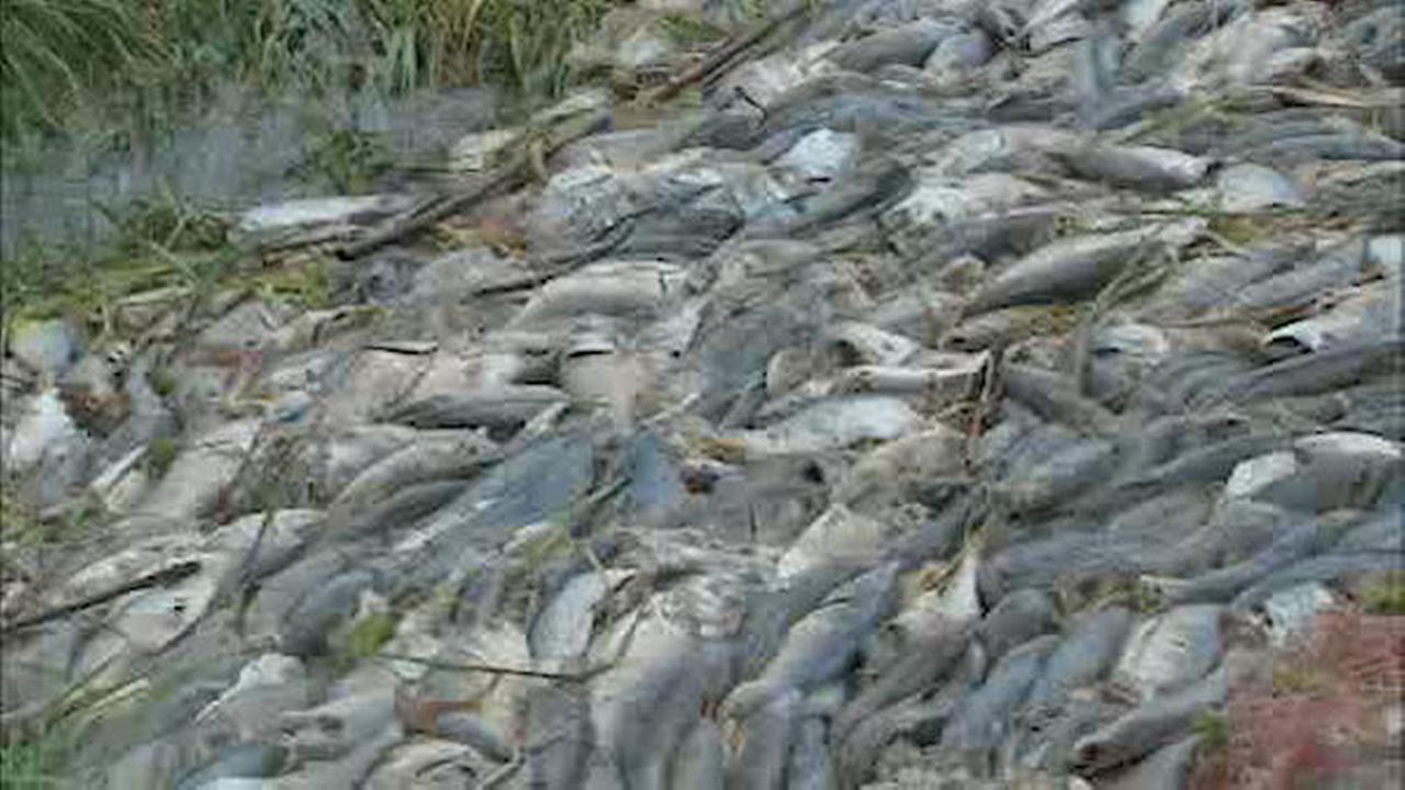 Dead Fishes
