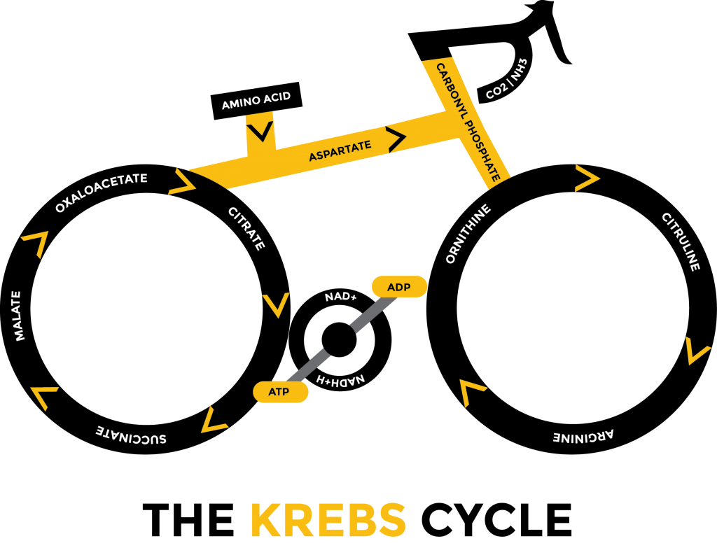 Click to enlarge Krebs cycle