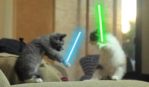 cat videos
