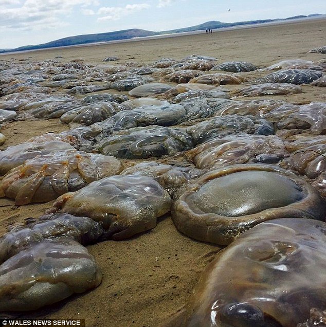barrel jellyfish