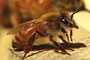 honeybee