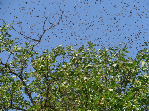 Click to enlarge bee swarm