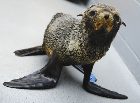 guadalupe fur seal