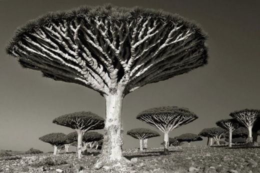 Click to enlarge Trees