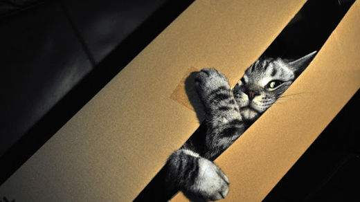 cat Schrödinger quantum theory