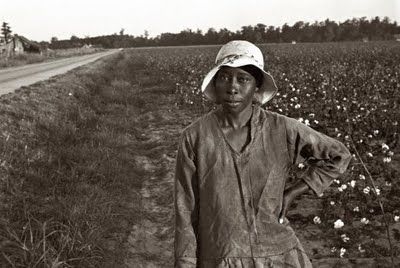 cotton field