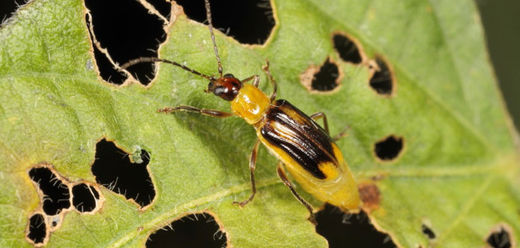 rootworm