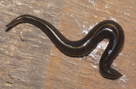 new guinea flatworm