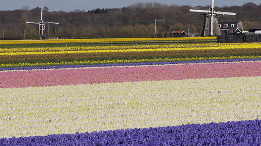 flower fields, russia embargo