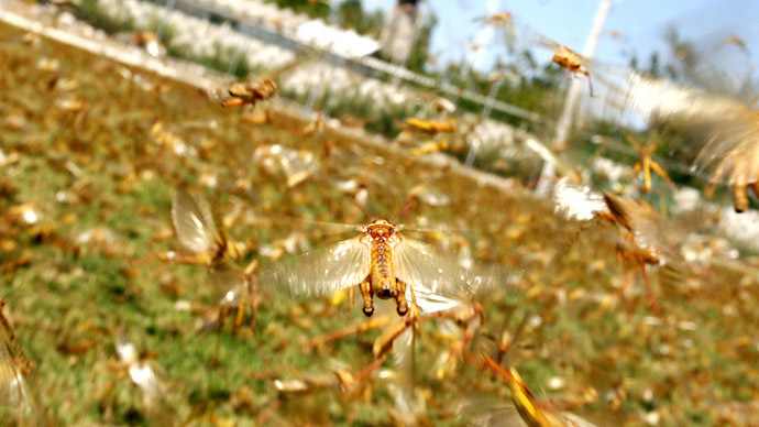locust swarm