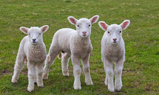 GM Lamb