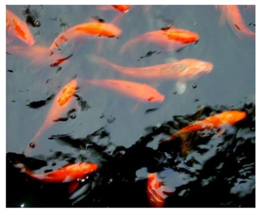 Carp